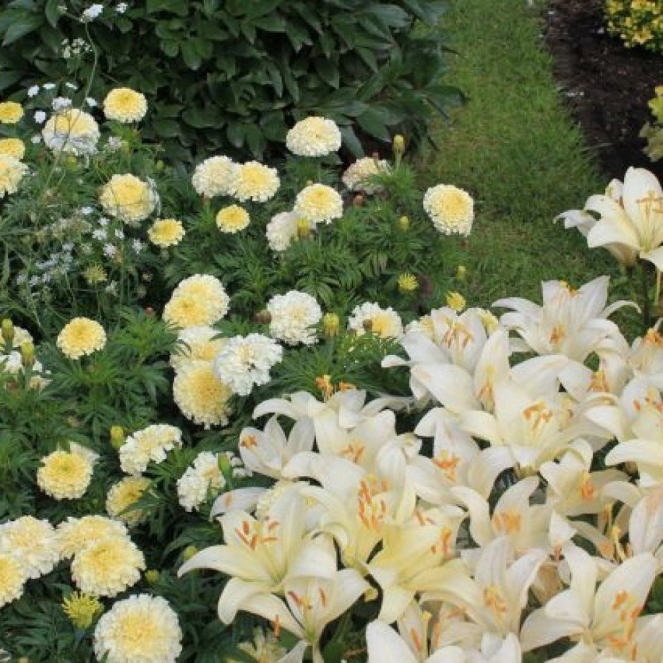 Хризантема пион Лилия