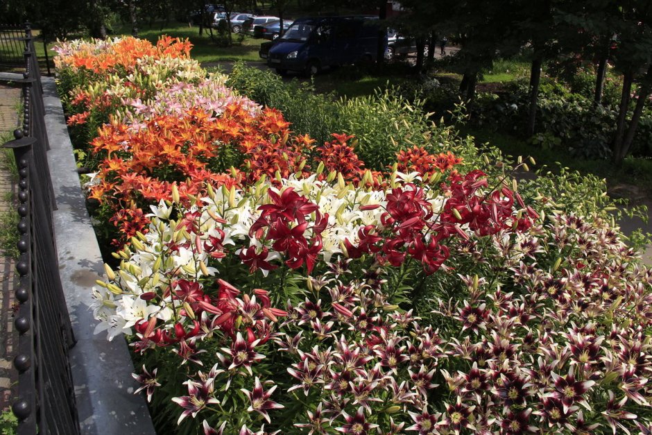 Рабатка лилии