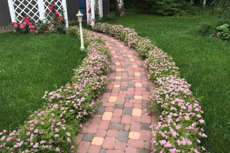 Спирея Голден принцесс бордюр