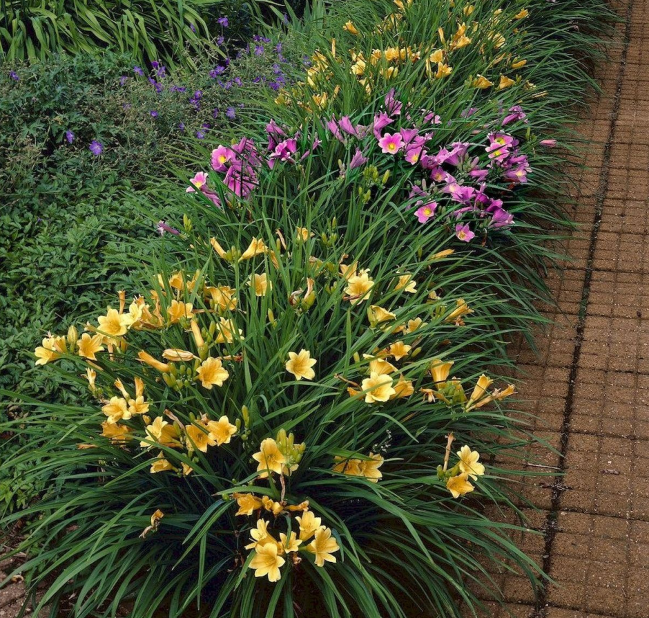 Лилейник Стелла доро