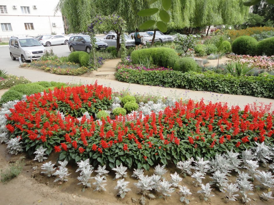 Цинераргия Сильвия колеус