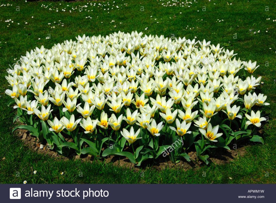 Моноклумба клумба