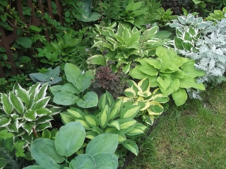 Клумба гейхера Очиток Хоста