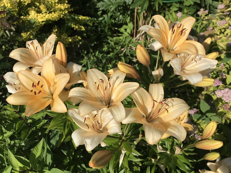 Лилия Лонгвуд