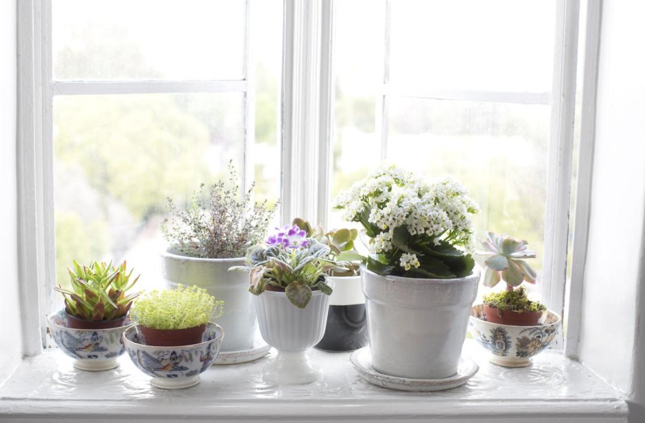 Комнатные цветы на подоконнике