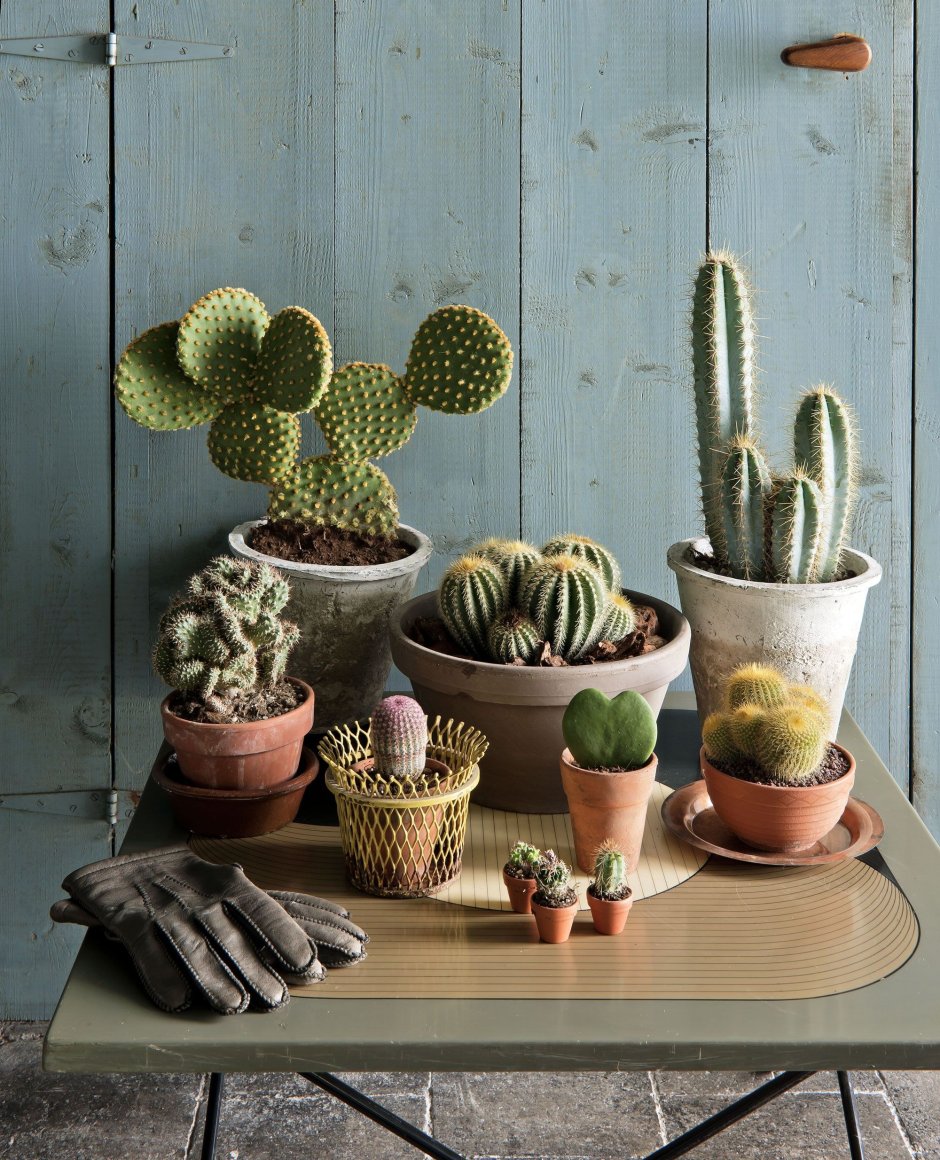 Комнатные растения кактусы и Суккуленты
