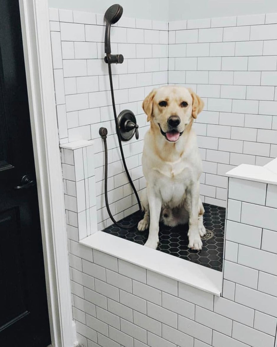 Мойка для мытья собак