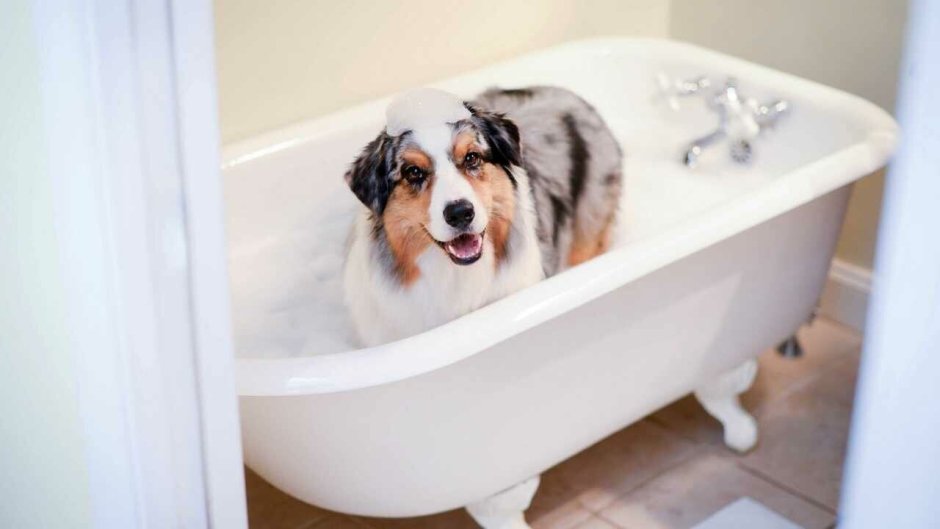 Акриловая ванна для собак