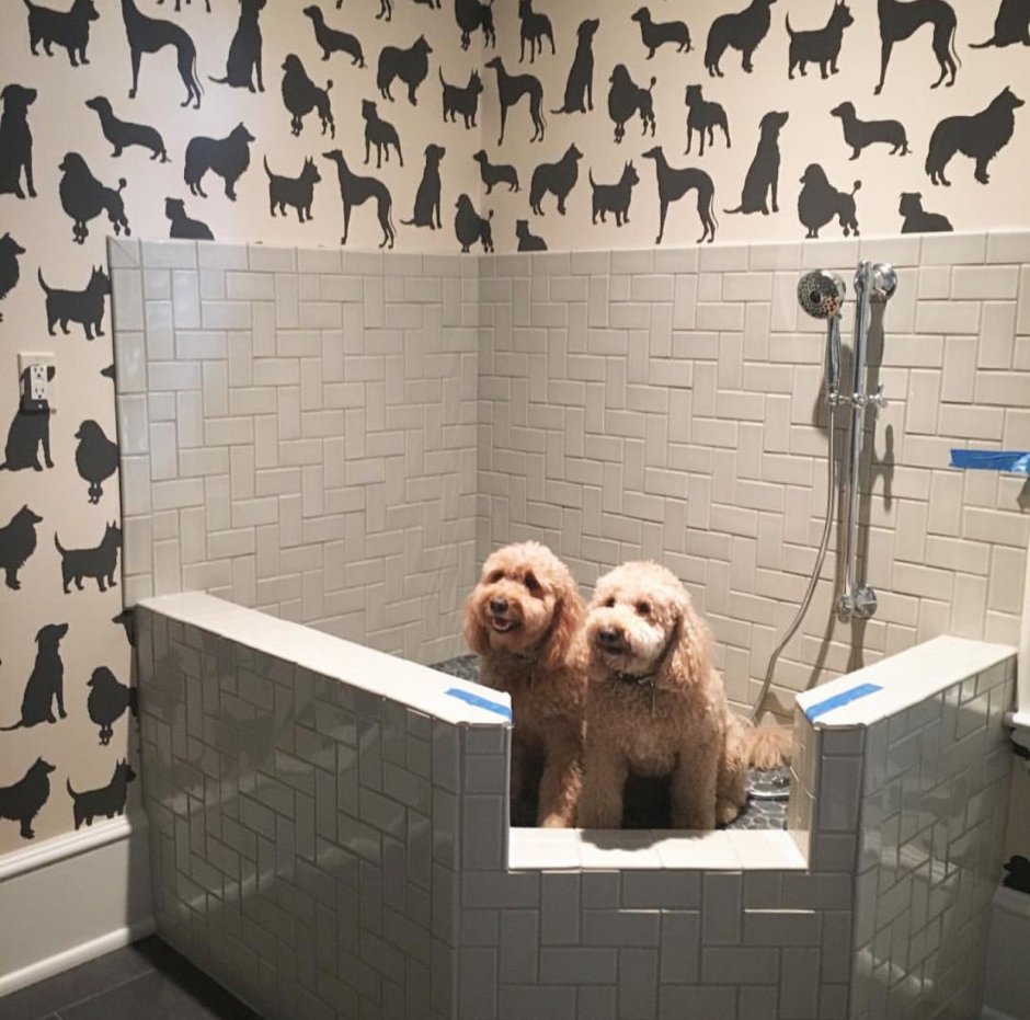 Ванные комнаты для собак
