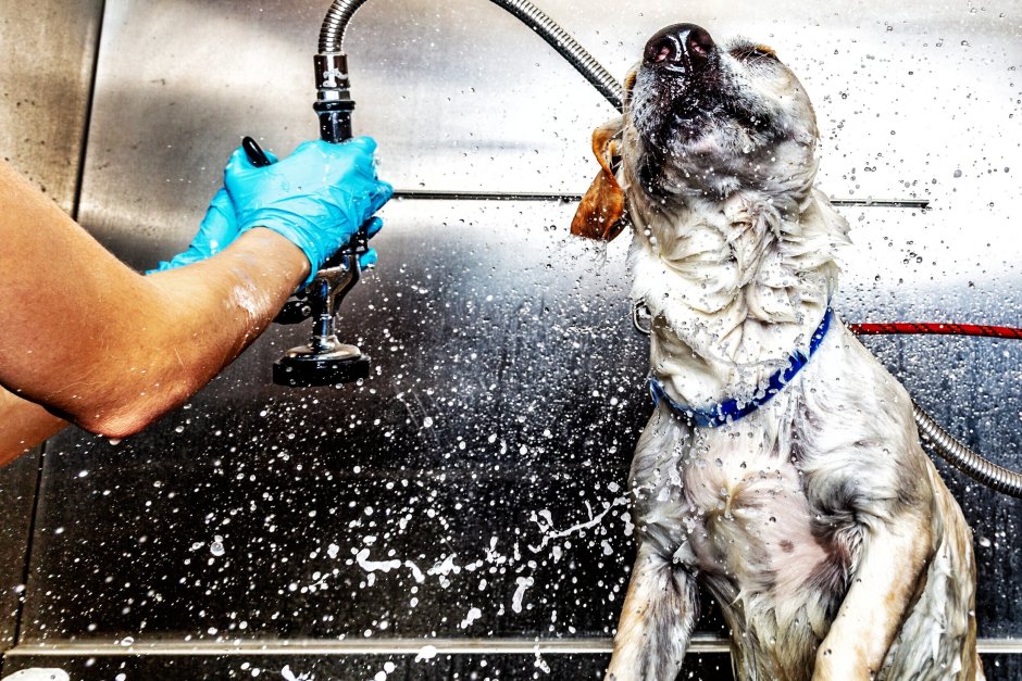 Мытье собаки в салоне